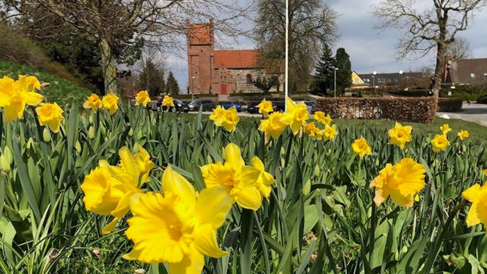 Lyse gule påskeliljer i forgrunden, rød murstensbygning med tårn i baggrunden.