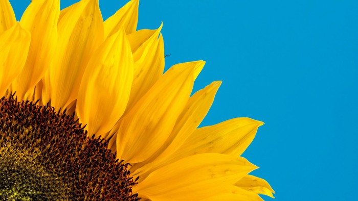 Nahaufnahme einer gelben Sonnenblume vor klarem blauem Himmel.