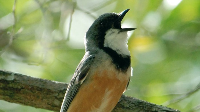 En fugl med sort og hvid hoved og rødbrun krop sidder på en gren og åbner sin nebb.
