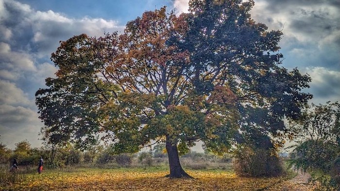 Ein großer Baum mit bunten Blättern steht in einem Feld unter einem bewölkten Himmel