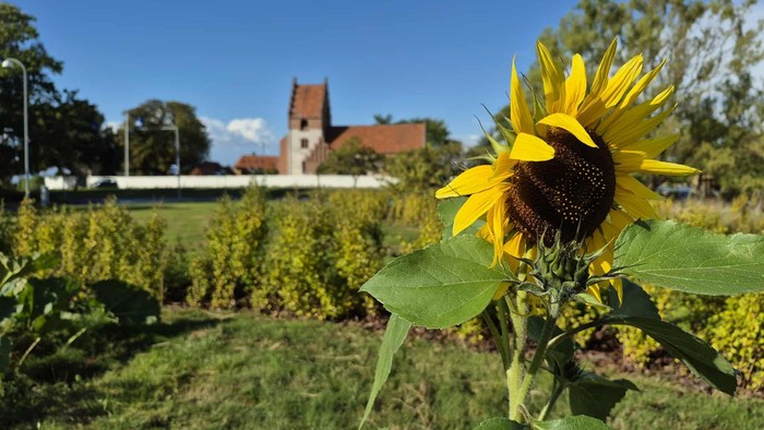 En stor solros steht frem i forgrunden med en kirke og en grøn have i baggrunden
