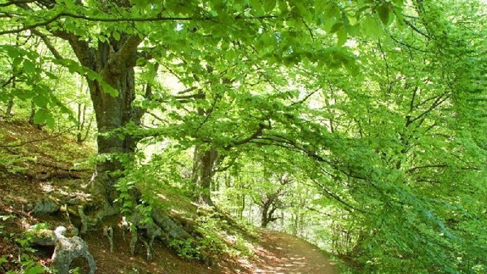 Skog med grønne træer og stenvej