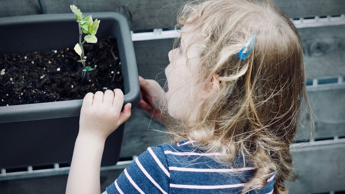 Et lille barn med blå striper på t-shirt betragter en lille plante i en blå pot.