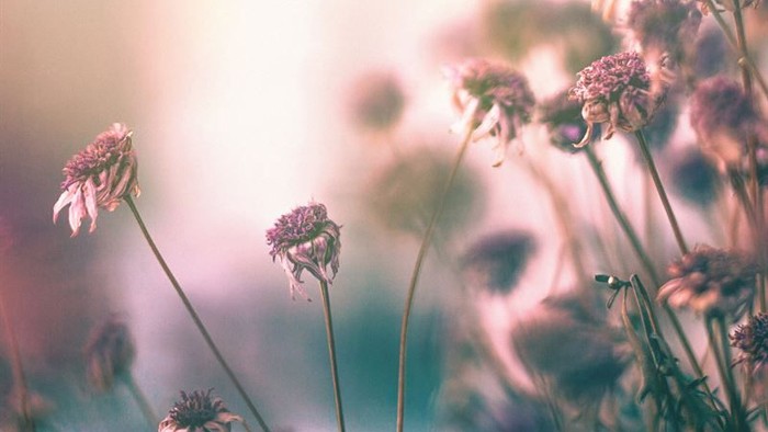 Blødt slørede vilde blomster badet i varmt, gyldent sollys.