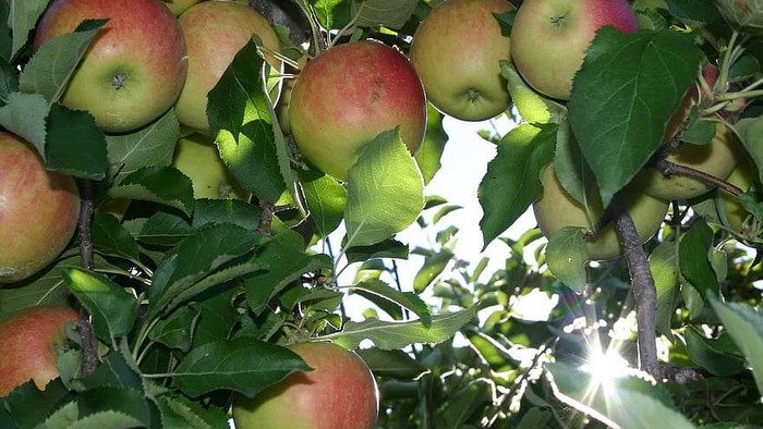 En æbletræ med mange røde æbler og grønne blade.