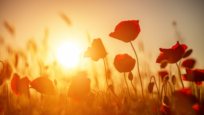 En solopgang over et felt med røde valmuer