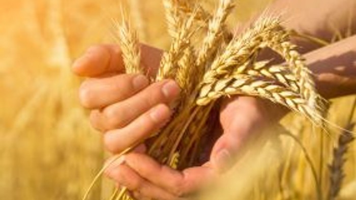 En person holder en bundt kornstænger over et kornfelt.