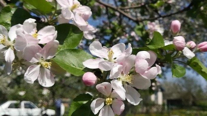 Blomsterende træ med bløde rosa blomster og grønne blade