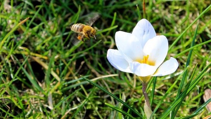 En bi flyver over en hvid krokus i græs.