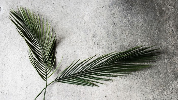 To palmeblade på betonoverflade