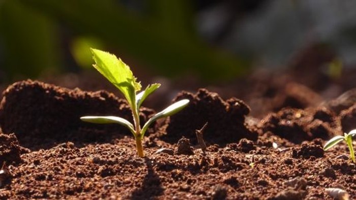 En lille grøn plante sprøjer op af jorden