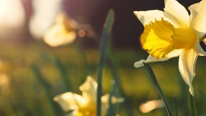 Lyse gule og hvide påskeliljer, der basker i den varme sol blandt grønt løv.