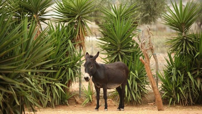 Et æsel står roligt midt mellem frodige, grønne palmeplanter i en sandet, naturlig omgivelse.