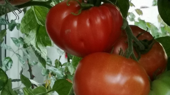 Røde tomater hænger på en gren med grønne blad.