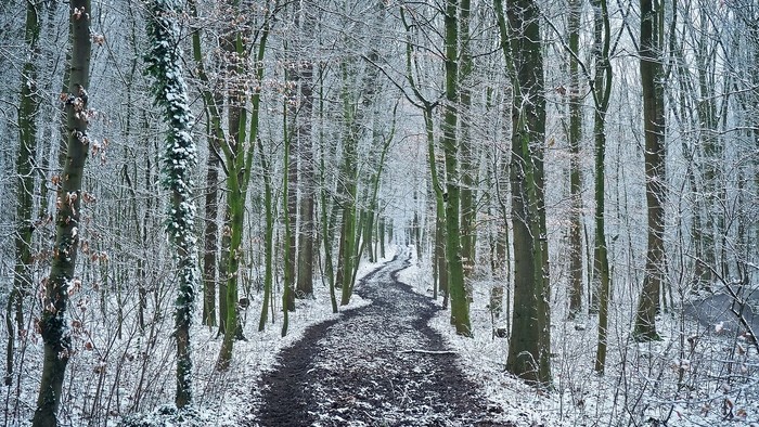 Schneebedeckter Pfad durch einen Winterwald.