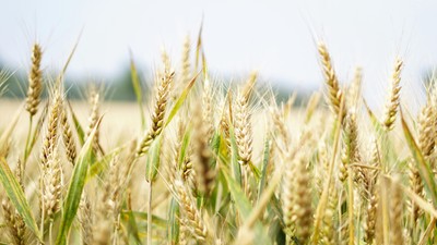 Ein Feld mit reifem Weizen unter klarem Himmel