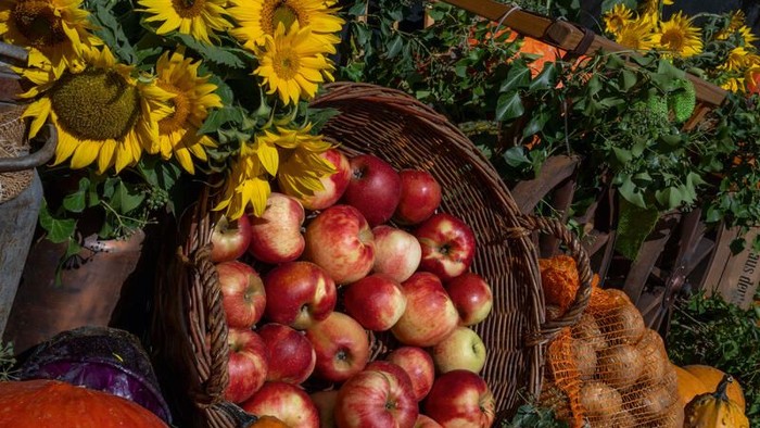 Ein Korb voller Äpfel, umgeben von Kürbissen, Sonnenblumen und Gemüse.