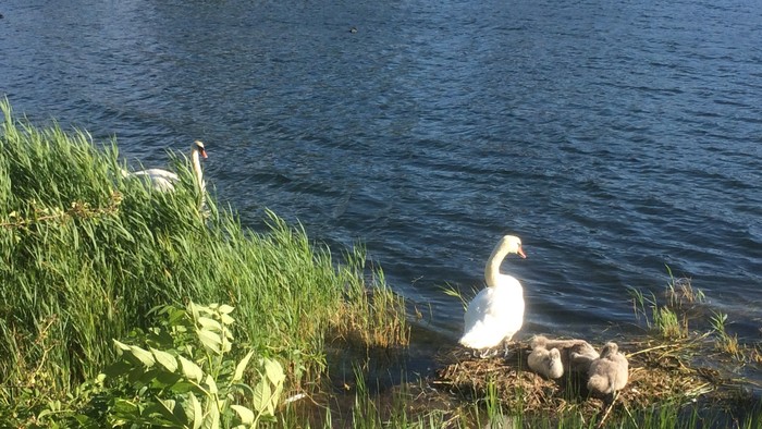 En svane sitter ved vandet med sine unger.