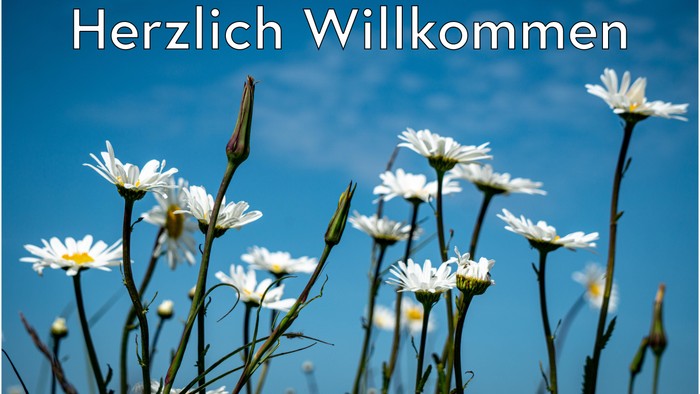 Weiße Gänseblümchen vor blauem Himmel, Begrüßungskarte