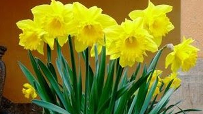 En blomsterbevægning med gule narciser foran en mur