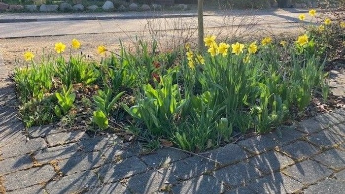 Lyse gule påskeliljer blomstrer i en solbeskinnet havebed ved siden af en brolagt gangsti.