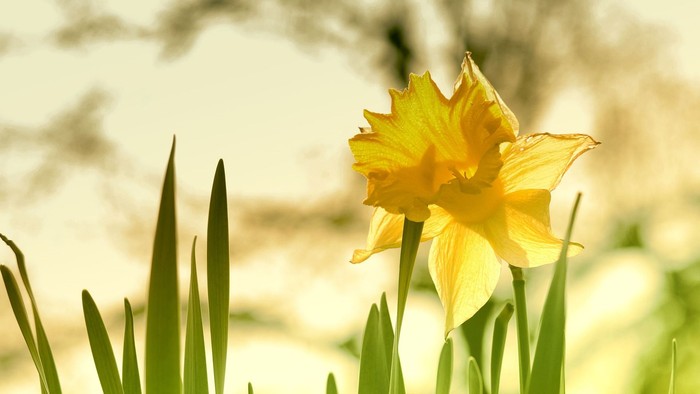 En gul narcis stiger op gennem grønne blade i sollys.