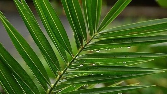 En stor, grøn palmeblad med tænder og smørrebrødsvand.