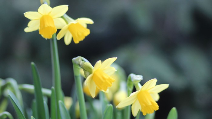 Guldaar med bløde blomster i naturen