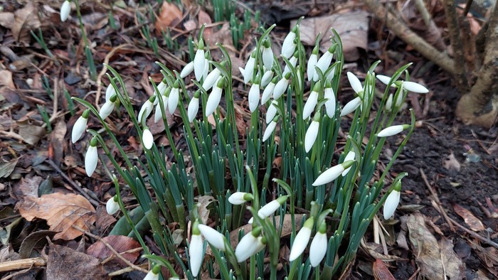 Klynge af vintergækker, der blomstrer mellem faldne blade og jord i en naturlig omgivelse.