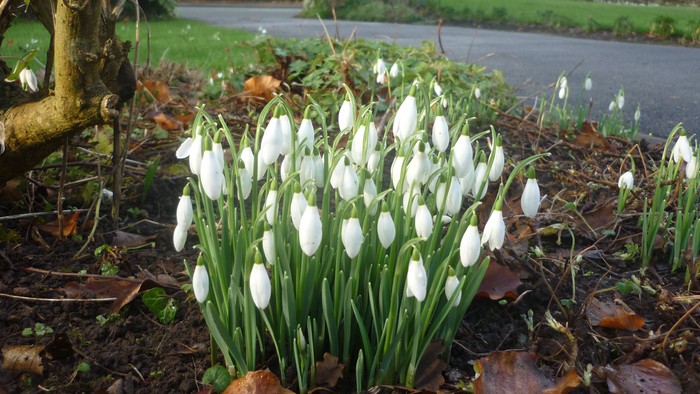 En del af en have med mange hvide snødropper og løv.