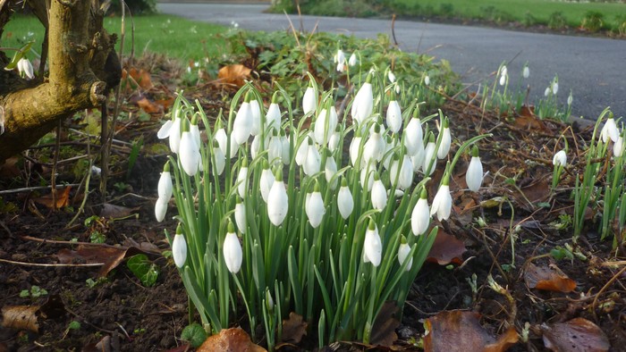 En del af en have med mange hvide snødropper og løv.