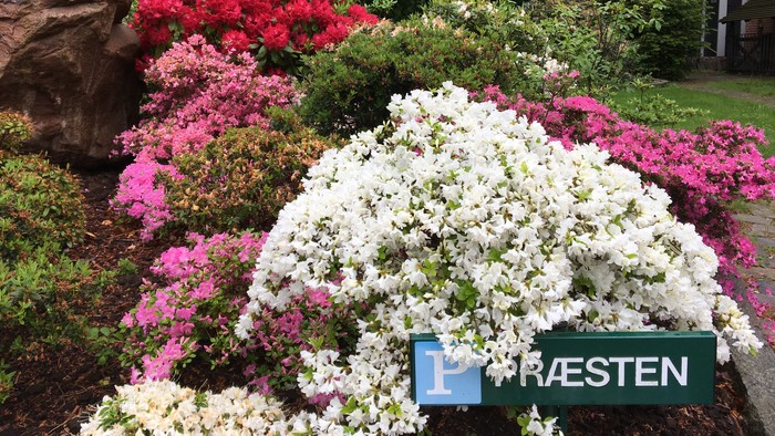 En farverig blomsterbevoksning med røde, rosa og hvide blomster foran et hus.