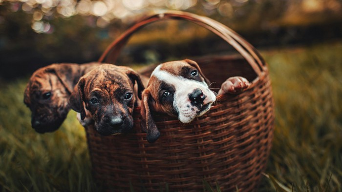 Hundevalpe i kurv.