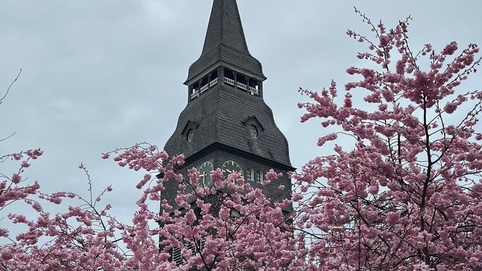 Turm mit spitzer Spitze hinter rosa blühendem Baum