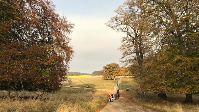En smal vej gennem en skov med høje træer og en åben mark i baggrunden