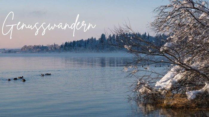 Ein ruhiger Wintersee mit schneebedeckten Bäumen und Gänsen