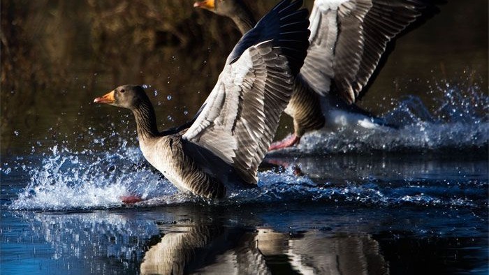 To geese flyer over vand, mens deres refleksioner ses i vandet.