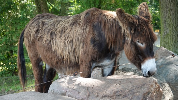 Ein Esel steht auf einem Felsen im Wald.