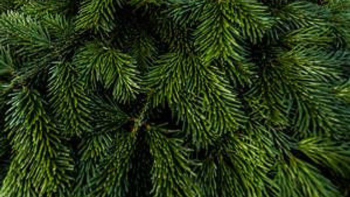 Et tæt bælte af grønne nåletrægren.