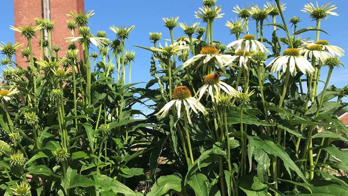 Blomster og rød kirke med tårn i blå himmel