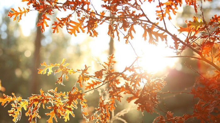 Solskin skiner gennem rødlige og gule løv på en gren
