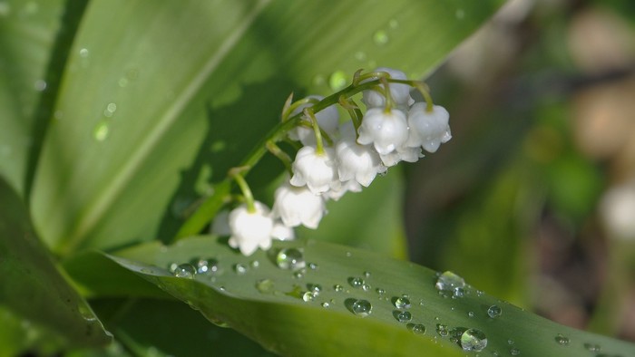 Tropfende weiße Blüten an grünen Blättern nach dem Regen