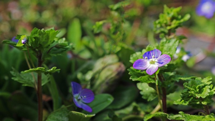 Blauweiße Blumen in üppigem Grün