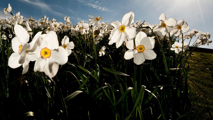 En stor blomstereng med hvide narciser under et klart blå himmel.