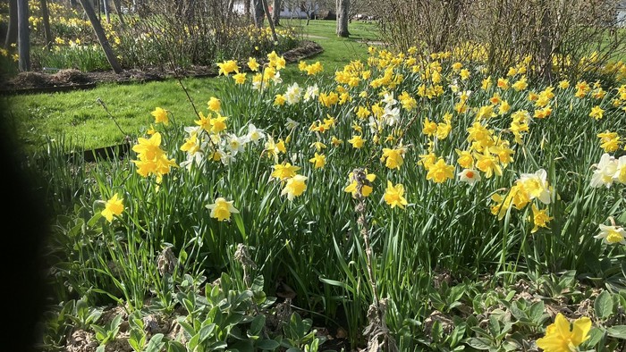 En smuk have med mange gule og hvide narciser i blomst.