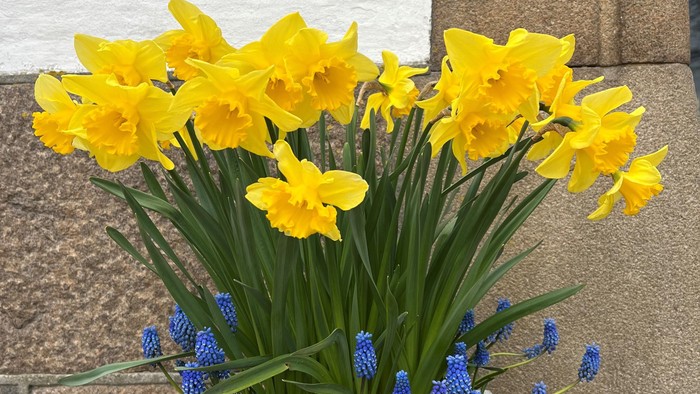 Lyse gule påskeliljer og blå klokkeblomster blomstrer sammen i en betonplanter ved siden af en mur.