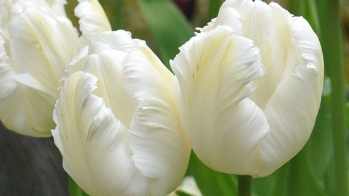 Tre hvide tulipaner med fjeret kanter.