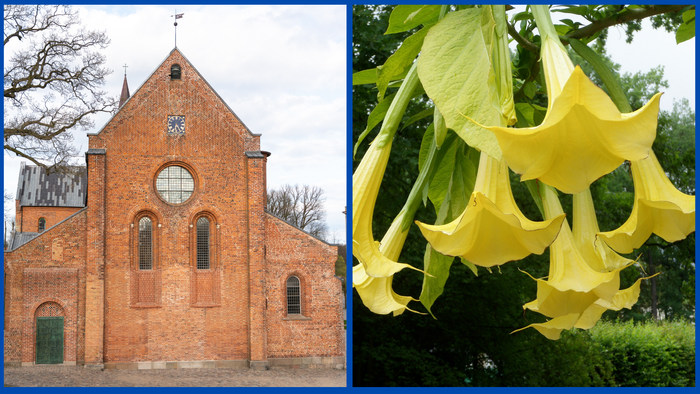 Brickkirke og gule blomster