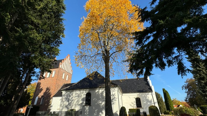 Et hvidt kirkebygning med rødt tag og en stor gultrød løvtræ foran