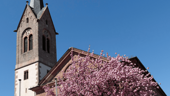 Eine historische Kirche mit einem hohen Kirchturm, umgeben von blühenden rosa Kirschblüten unter einem klaren blauen Himmel.